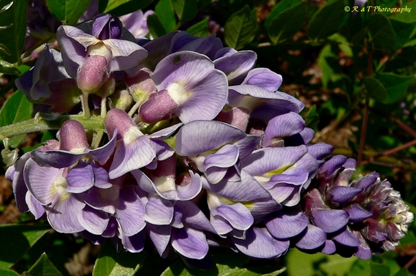 {Wisteria frutescens}
